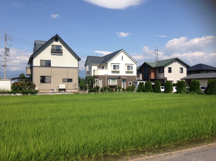 houses by the rice field