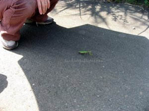 praying mantis on road p