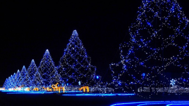 Japan-Christmas-Trees