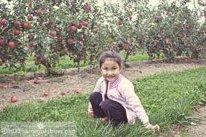 Apple farm in Nagano