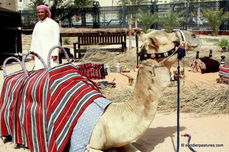 bastakiya-camel-waiting